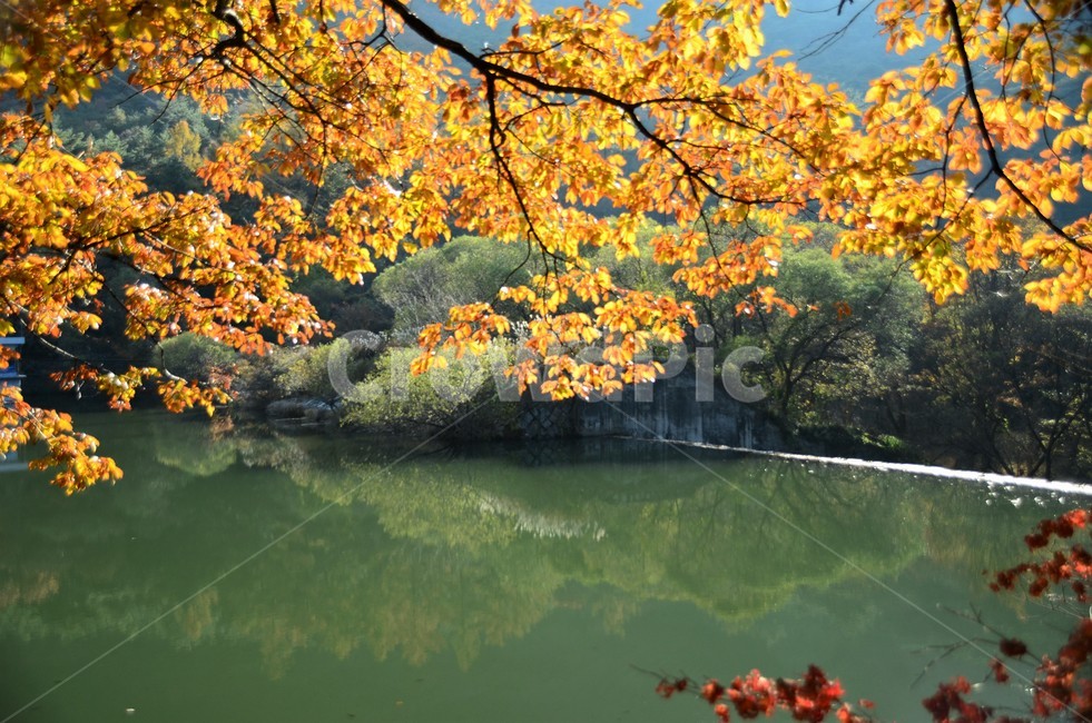 단풍,가을,가을단풍,단풍나무,나무,산,자연,fall,autumn,season,가을,계절,fall,autumn,season,plant,식물,tree,maple,leaf,잎