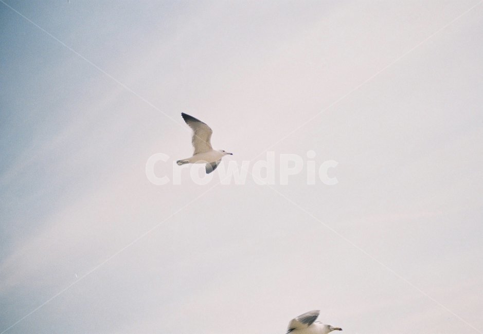 갈매기,새,필름사진,필름,하늘,해변,gull,bird,seagull