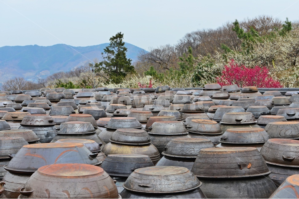 장독,항아리,용기,전통,문화,전통문화,장독대,광양매화마을,섬진강매화마을,매화마을,한국전통,한국문화,korean traditional,korean culture