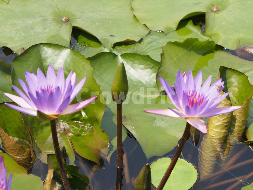 plant,식물,꽃,flower,보라색