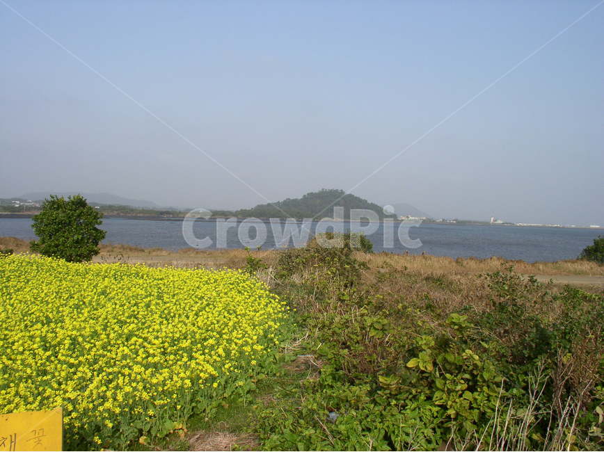 제주도풍경,제주도해안풍경,제주도유채꽃,koreajejuislandlandscape,koreainternationalroad,koreainternationalcapitalollehroad