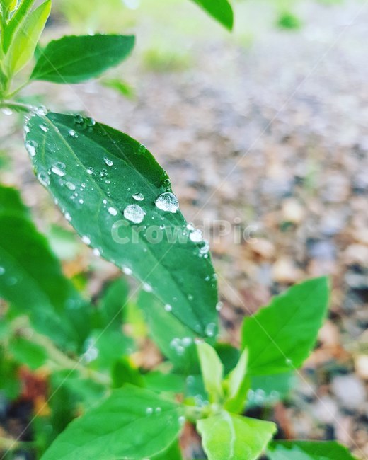 이슬,잎사귀,비오는날,leaf,rain,식물,자연,plants,nature,비,비오는날,rain,rainy