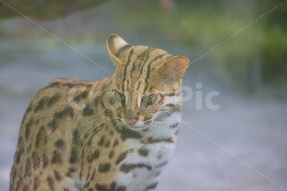 베트남,동물원,고양이,살쾡이,삵,호치민,동물,animal,포유류,mammal