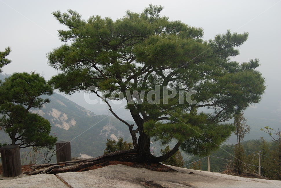 수락산,치마바위,남양주,철쭉,꽃,자연의위대함,등산로,능선,아름다움,신비스런산,돌,산행,힐링,자연,감성,등산,계절,여행,한국,한국명산,한국등산,풍경,눈,나무,하늘,바람,바람소리,환경,생태계,산,땅,식물,자연,plants,nature,나무,trees,wood