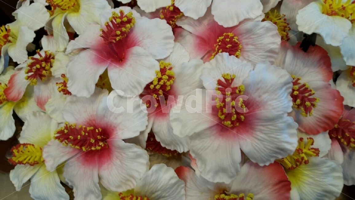 꽃,자연,아름다움,flower,nature,beauty,하얀,white,식물,자연,plants,nature,꽃,flower