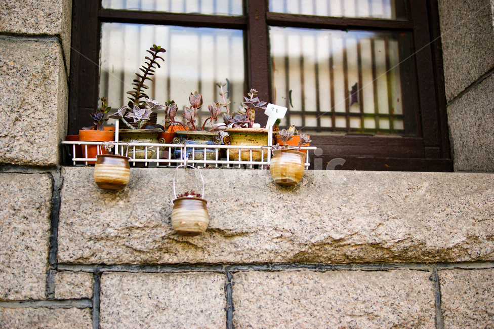 화분,식물,plant,꽃,flower,실내용화초,화분,화초,house plant