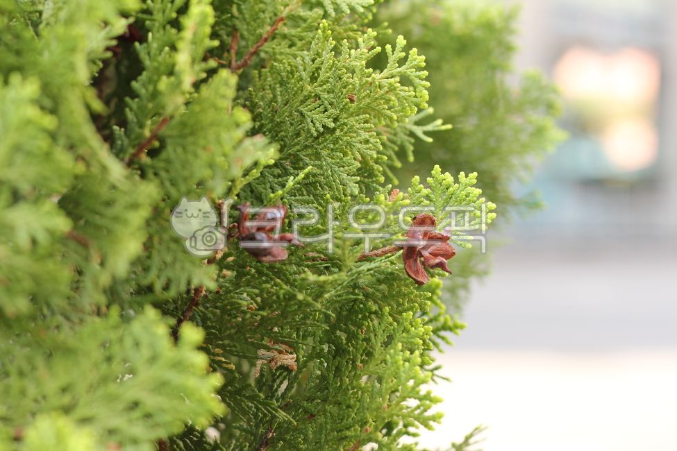 Fruit,plant,tree,coniferous plant,arborvitae tree,leaf,larch,conifer