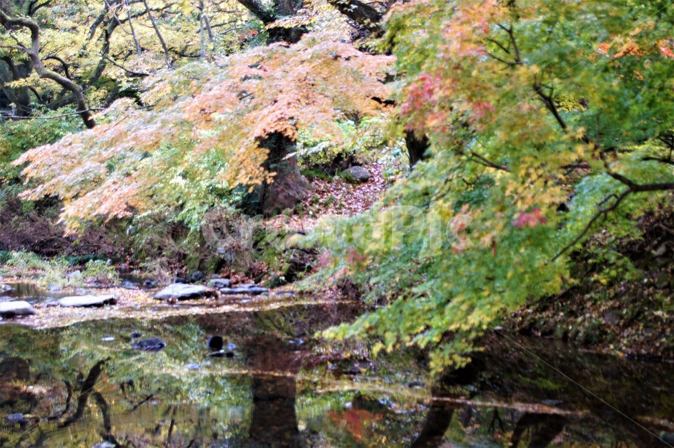 가을,단풍,낙엽,자연,나무,풍경,울긋불긋,계절,아름다움,식물,숲속,fall,trees,nature,autumn,season,단풍잎,단풍나무,자연풍경,감성,계곡물,그림자,가을,계절,fall,autumn,season,자연,풍경,nature,landscape,land,땅,outdoors,옥외,water,물,plant