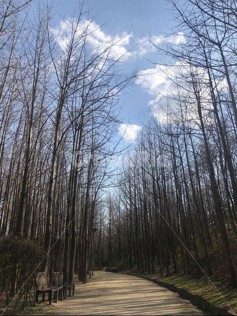 숲길,나무,메타세콰이어길,산책로,구름,자연,풍경,nature,landscape,tree,plant,식물,outdoors,옥외