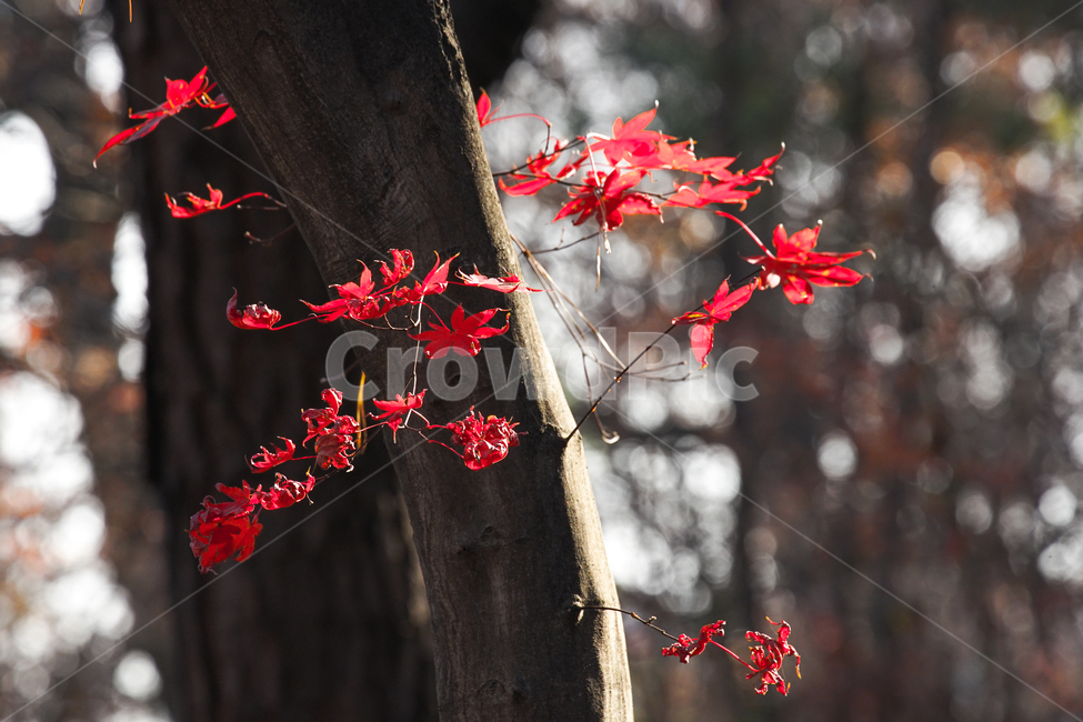 단풍,12월,겨울,늦가을,초겨울,나무,식물,감성,계절,가을,계절,fall,autumn,season,식물,자연,plants,nature,plant,leaf,잎,tree,maple
