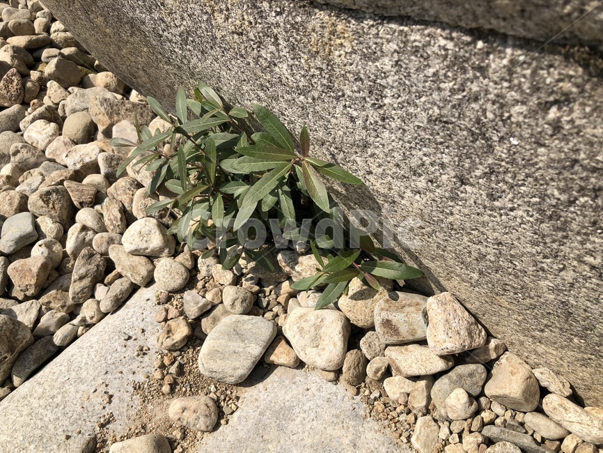 돌,돌틈,풀,식물,초록,식물,자연,plants,nature