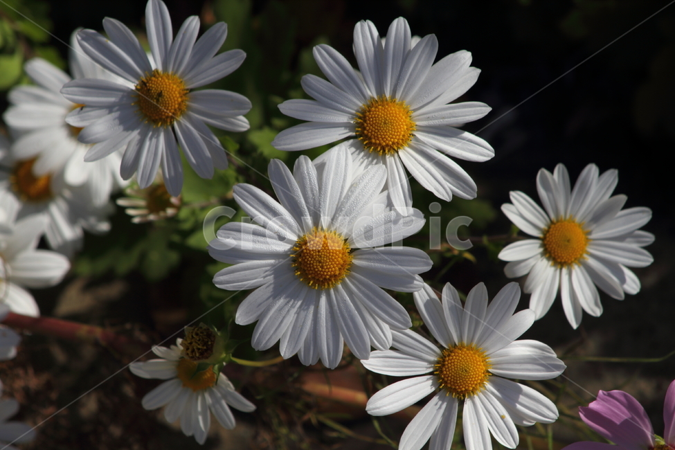 구절초,꽃,식물,야생화,manchurianchrysanthemum,식물,자연,plants,nature,꽃,flower