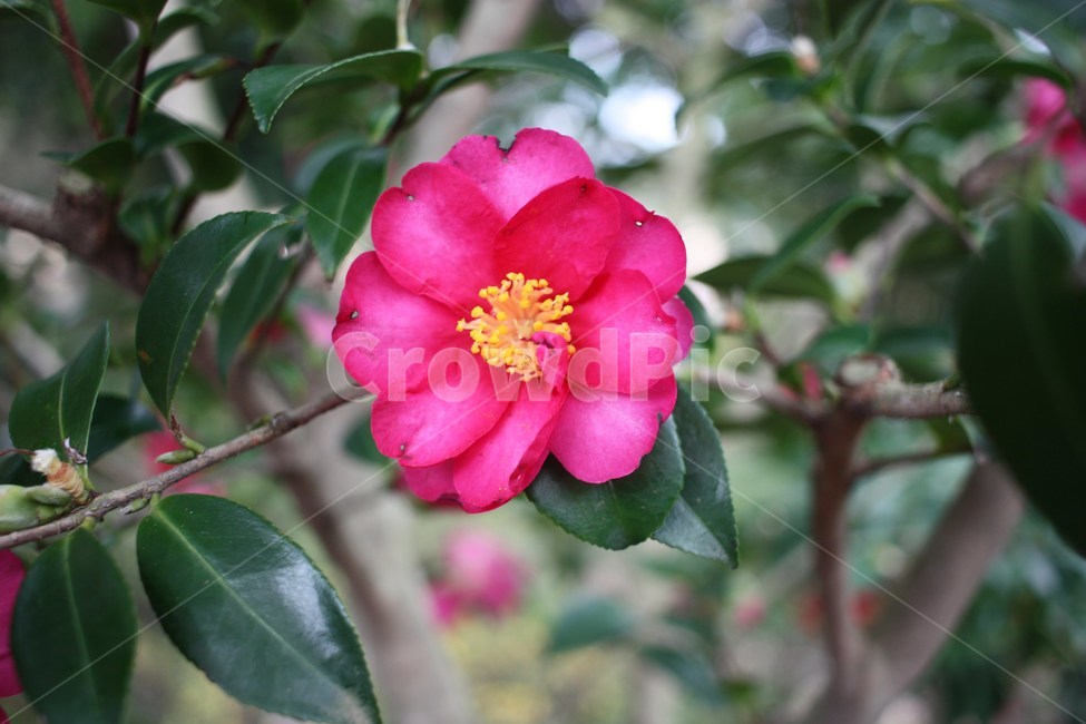 동백꽃,동백,꽃,활짝핀,붉은색,식물,자연,plants,nature,꽃,flower