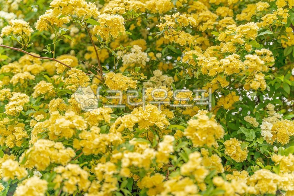 plant,식물,목향장미,넝쿨장미,flower,sky,blossom,rose,꽃,nature