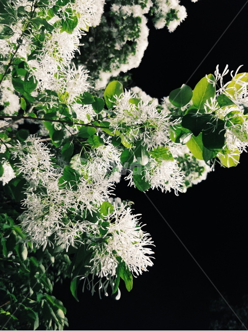 밤,꽃,여름,여름밤,감성,나뭇잎,나무밑,자연,풍경,nature,landscape,계절,summer,season,휴식,힐링,rest,relaxation,healing,식물,plants