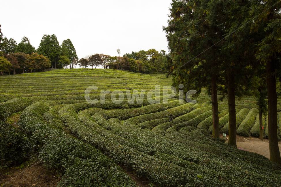 녹차,녹차밭,자연,숲,나무,보성,녹차마을,자연,풍경,nature,landscape,한국자연풍경,한국자연경관,korea nature landscape