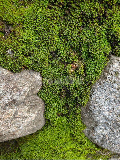이끼,바위,초록,삭물,돌,식물,자연,plants,nature