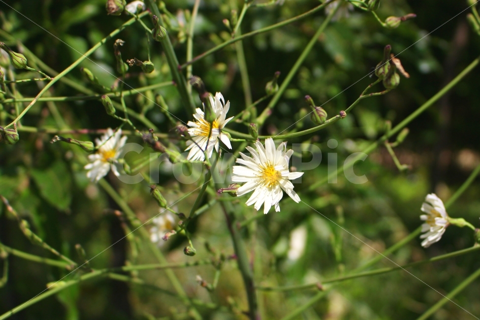 풍경사진,꽃,가을,자연,감성사진,FLOWER,식물,자연,plants,nature,꽃,flower