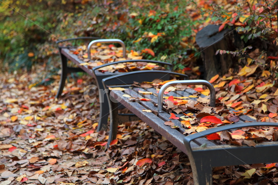 가을,단풍,풍경,늦가을,경치,낙엽,가을,계절,fall,autumn,season,furniture,가구,chair,의자,ground,바닥