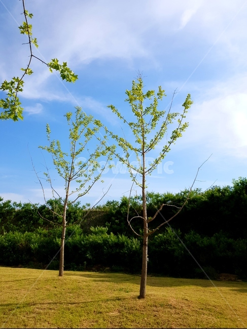 은행나무,나무,풍경,하늘,구름,식물,자연,plants,nature,나무,trees,wood