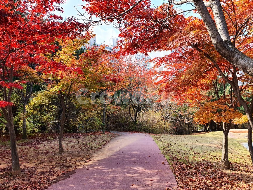 plant,식물,tree,나무,leaf,잎,maple,단풍,단풍길,산책로,가을