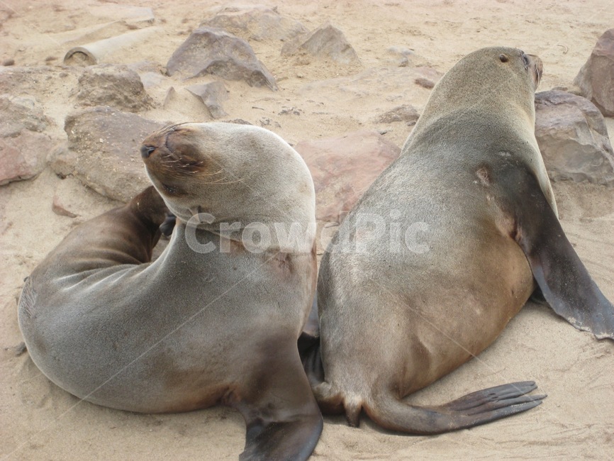 해양생물,포유류,바다사자,동물,물개,sealion,animal,sealife,mammal,동물,animal,포유류,mammal