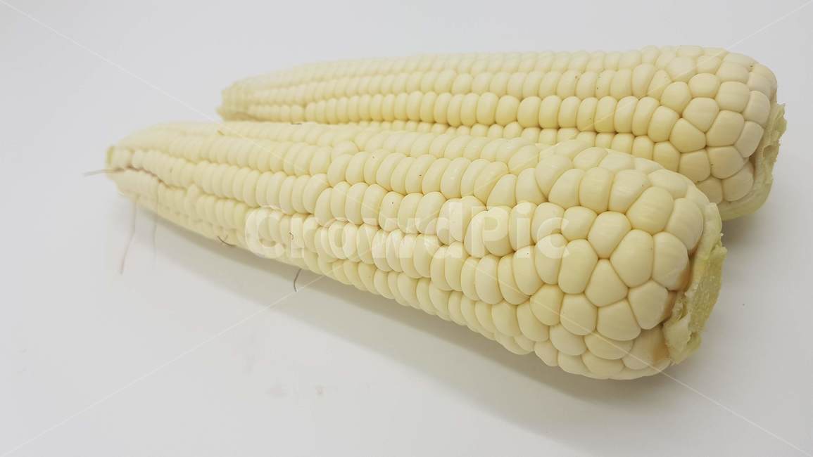 옥수수,강원도옥수수,햇옥수수,미백,미백옥수수,홍천옥수수,대학찰옥수수