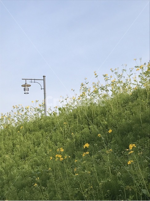 nature,자연,grassland,field,들,flower,light,spring