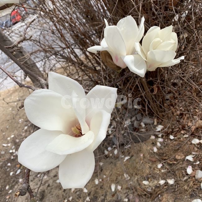 목련,봄꽃,꽃,목련나무,꽃나무,봄,꽃나들이,야생화,꽃구경