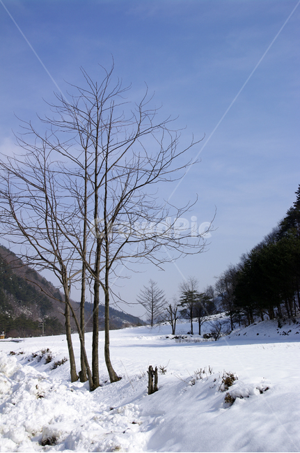 겨울,설경,풍경,산,눈,나무,겨울,계절,winter,season