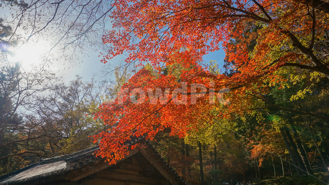 단풍,가을,빨강,자연,나무,nature,landscape,red,fall,가을감성,계절,가을,계절,fall,autumn,season,자연,풍경,nature,landscape,한국자연풍경,한국자연경관,korea nature landscape,plant,식물,leaf,잎,tree,maple