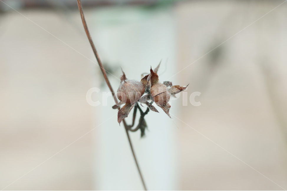 식물,plant,나팔꽃,씨앗,나팔꽃씨앗,줄기