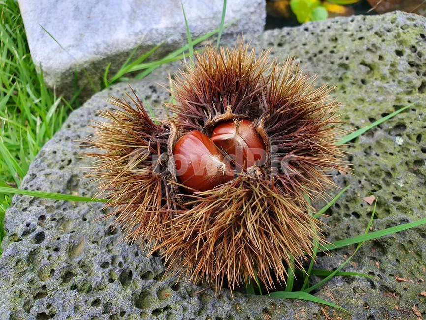 밤,밤송이,chestnut,견과류,음식,food,산,가을,fall,autumn,자연,nature,nut,식물,plant,brown,과일,열매,fruit