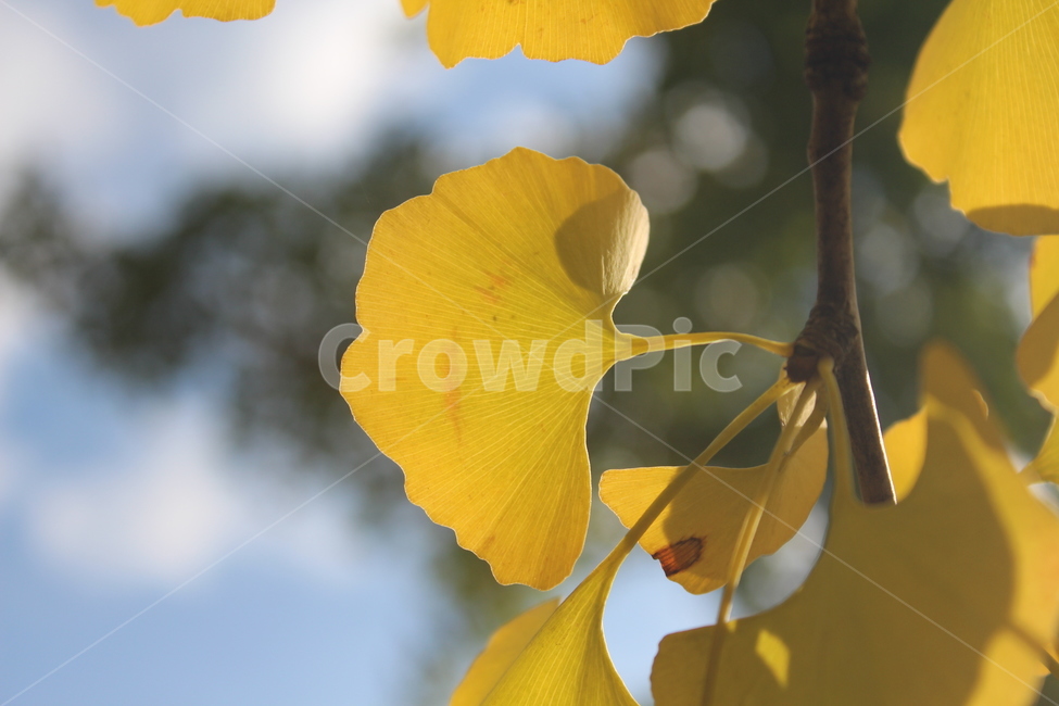 plant,식물,은행잎,잎,yellow,가을,계절,fall,autumn,season,flower,꽃,petal,꽃잎,blossom