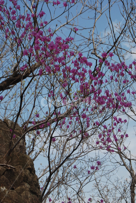 봄,spring,철쭉,돌,tree,탐방로,식물,자연,plants,nature,꽃,flower