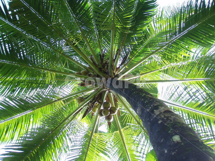 야자수,녹색,시원,palmtree,green,cool,plant,식물,식물,자연,plants,nature,나무,trees,wood