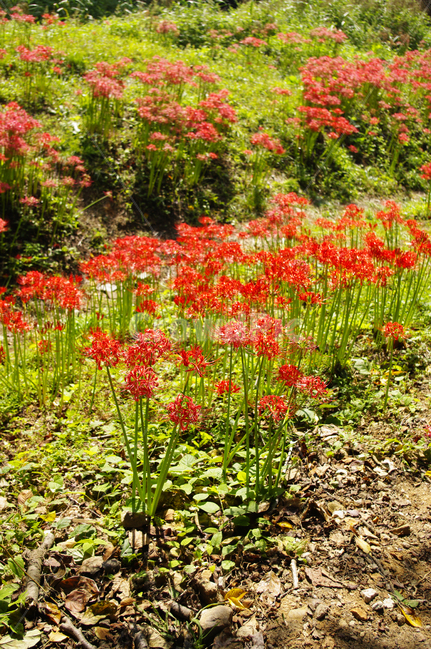 꽃,꽃무릇,가을,flower,color,식물,자연,plants,nature,꽃,flower