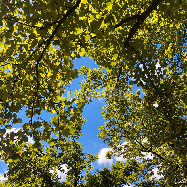 나무,tree,낙엽,숲,자연,식물,여름,가을,plant,nature,힐링,봄,공원,식물,자연,plants,nature,나무,trees,wood