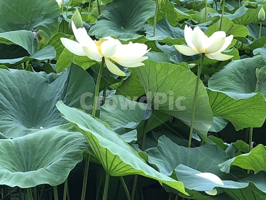 꽃,궁남지,연꽃,연꽃축제,식물