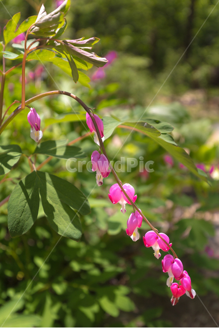꽃,자연,꽃사진,식물,금낭화,식물사진,자연사진,식물,자연,plants,nature,꽃,flower