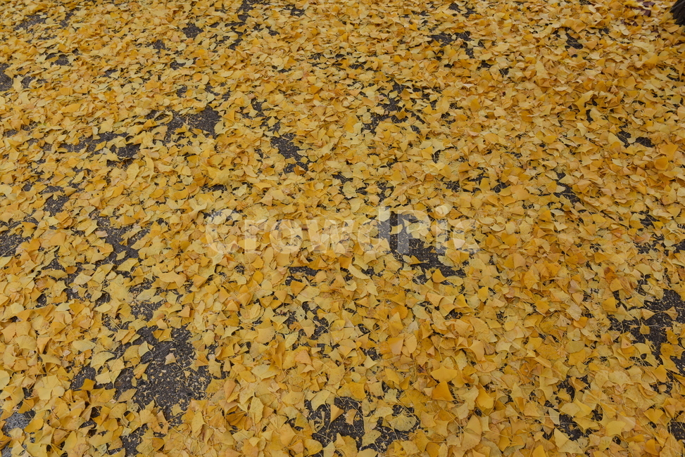 은행잎,길,은행,낙엽,가을,가을,계절,fall,autumn,season