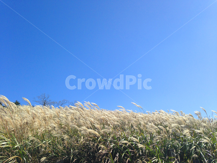 자연,하늘,억새,평온,제주도,자연,풍경,nature,landscape,plant,식물,grass,잔디,lawn,reed,갈대