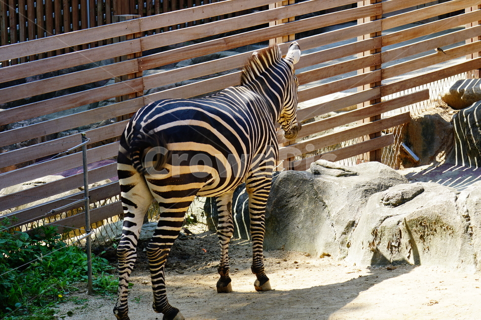 얼룩말,동물,포유류,animal,zebra,동물원,동물,animal,포유류,mammal
