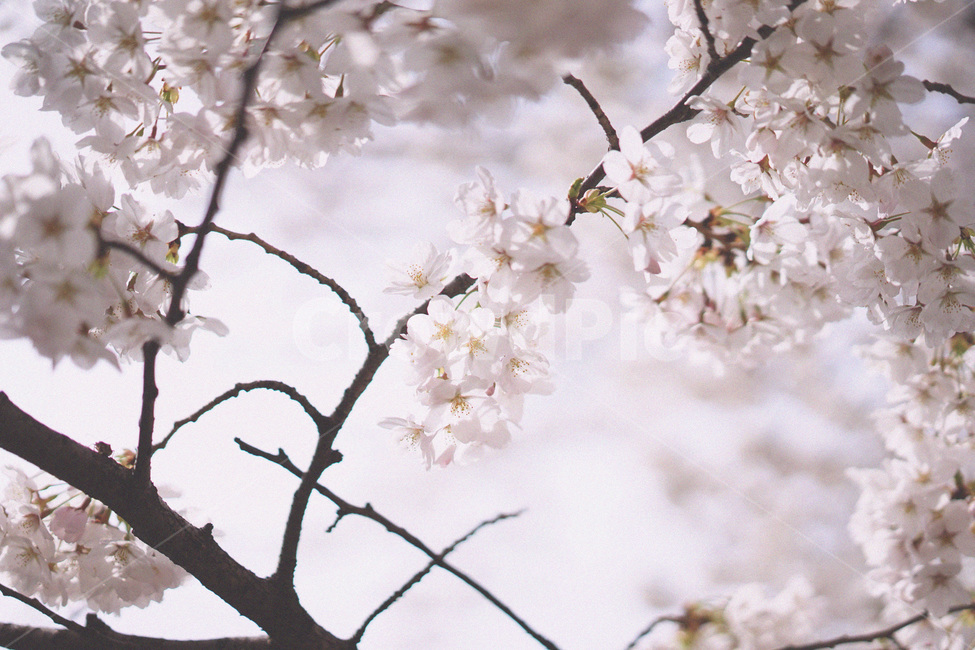 벚꽃,사쿠라,봄꽃,봄,spring,cherryblossom,봄,계절,spring,season,식물,자연,plants,nature,꽃,flower,plant,cherry blossom,blossom
