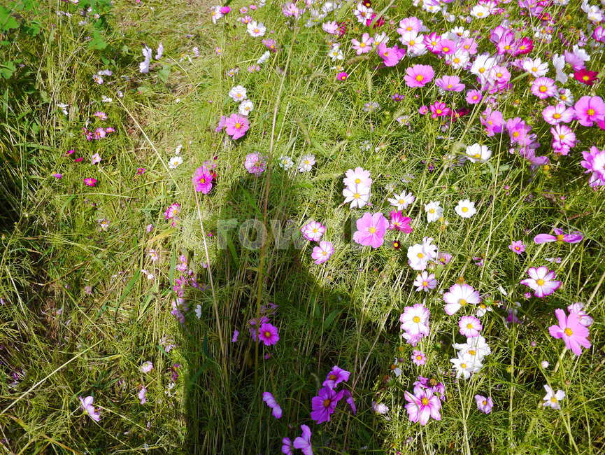 꽃,코스모스,꽃밭,그림자,초록,자연,가을,계절,fall,autumn,season,식물,자연,plants,nature,꽃,flower,plant,geranium,제라늄,blossom,outdoors,옥외,field,들,grassland,목초지