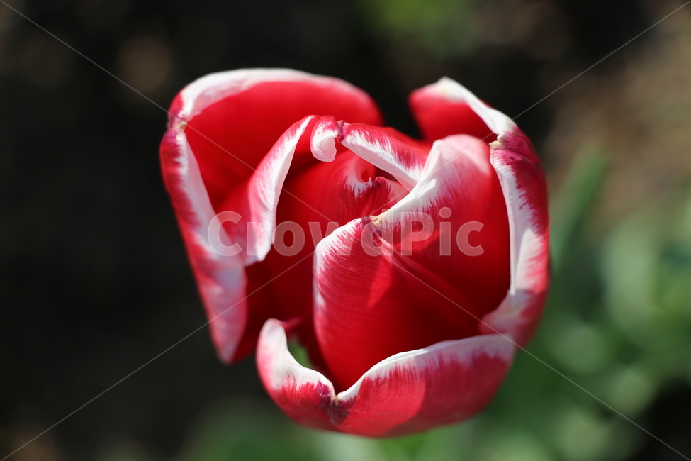 꽃,봄,튤립,tulip,spring