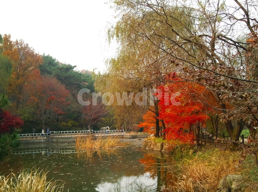 울긋불긋,단풍,가을,홍엽,낙엽,기온,황엽,낙엽수,가을,계절,fall,autumn,season,nature,자연,water,물,outdoors,옥외,tree,나무,plant,식물