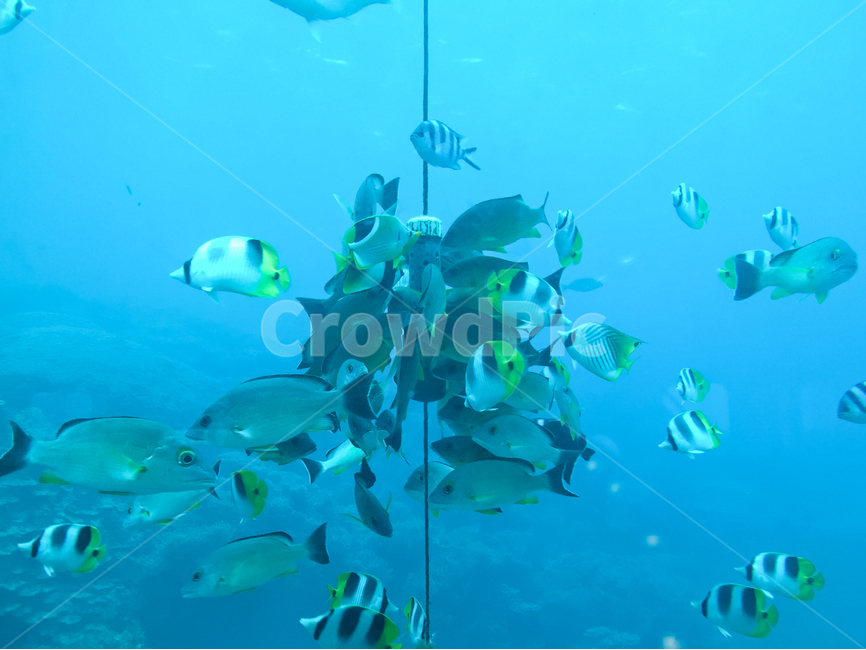 바다,물고기,열대어,파랑,sea,fish,blue,tropicalfish,동물,animal,어류,물고기,fish