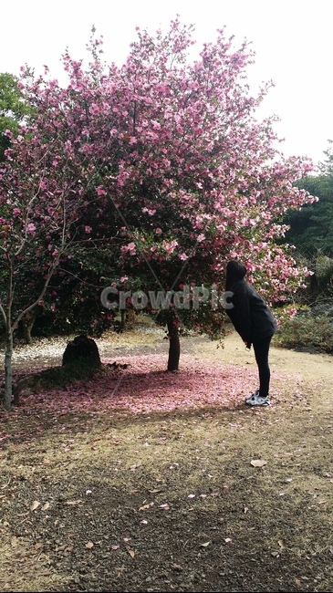 동백꽃,여행,제주도,자연,꽃,봄,계절,spring,season,사람,인물,인간,human,person,여성,여자,woman,female,lady,plant,식물,tree,나무