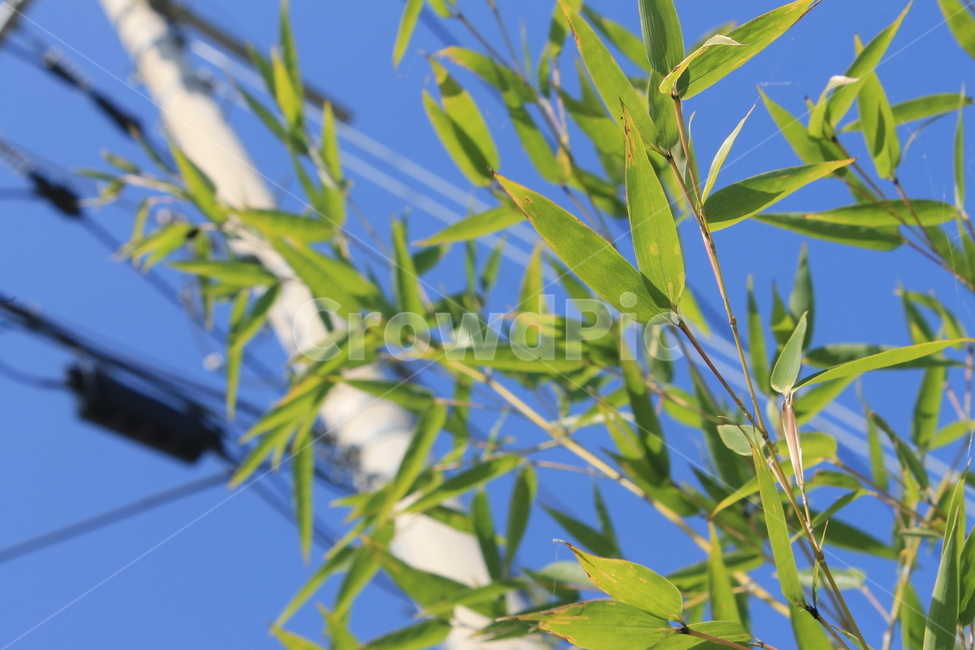 대나무,bamboo,식물,잎,leaf,녹색,green,plant,식물,자연,plants,nature
